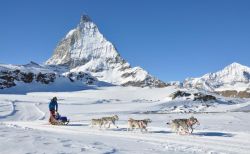 Escursioni con i cani da slitta nel Vallese vicino al Cervino a Zermatt in Svizzera
