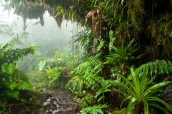 Felci e piante esotiche nella foresta tropicale dell'isola caraibica di Saba, Antille Olandesi. Questo luogo è perfetto per passeggiate e escursioni.



