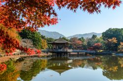 Foliage autunnale in un parco cittadino di Nara, Giappone.



