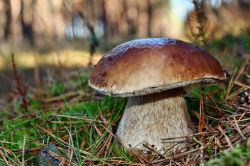Un fungo pocino: il boletus edulis è tipico nella Val Stura e viene celebrato con la Sagra del Fungo che si svolge in settembre a Masone