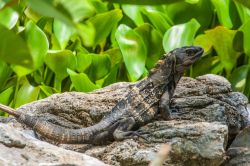 Iguana a Roatan, Honduras - Fra gli animali che popolano questo angolo di paradiso del Centro America ci sono anche le iguane, grosse lucertole dalla caratteristica cresta sul dorso: ad averla ...