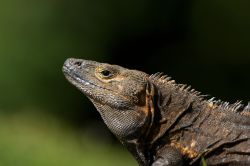 Un'iguana nera dalla coda spinosa (Ctenosaura similis) al Parco Nazionale di Coiba, Panama. Il suo habitat migliore si trova nelle foreste del Centro America.



