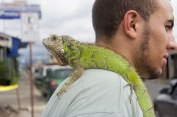 Un uomo con in spalla un'iguana a San José, Costa Rica. Una simpatica iguana verde a spasso per le vie della capitale sulle spalle di un uomo. Queste grandi lucertole sono native ...