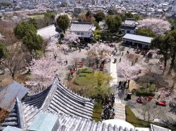 Il castello di Inuyama con i ciliegi in fiore, Giappone. Una splendida veduta dall'alto del castello cittadino, dichiarato patrimonio nazionale, con il giardino fiorito.
