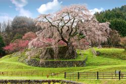 Il Matabei-zakura in primavera nella città di Uda, prefettura di Nara, Giappone: questo grandissimo ciliegio piangente ha più di 300 anni e raggiunge i 13 metri di altezza. Il ...