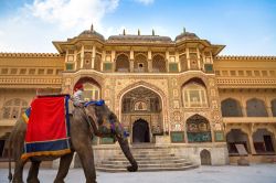 Il triangolo d'oro in India: un elefante tradizionale davanti al Forte d Amber a Jaipur. - © Roop_Dey / Shutterstock.com