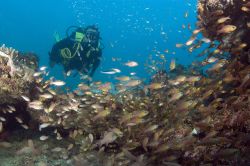Diving nel reef di Diani Beach, Kenya - strutture ...