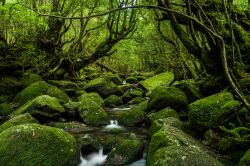 La Foresta Incantata di Yokushima, Giappone.

