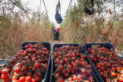 La raccolta dei pomodori a Pachino, Sicila sud-orientale - © luigi nifosi / Shutterstock.com