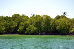 Mangrovie: presso la baia di Mida Creek (Watamu) ...