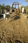Animali si abbeverano in una Oasi dell'Oman ...