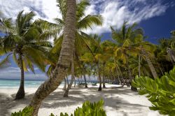 Palme sulla spiaggia di Roatan, Honduras - Ha una delle più belle barriere coralline dei Caraibi, una splendida laguna turchese e sabbia punteggiata di palme. Roatan è un vero ...