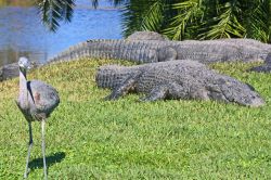 Parco Gatorland di Orlando, Florida - Alcuni degli animali ospiti di Gatorland, parco a tema e riserva naturale di 45 ettari situato lungo South Orange Blossom Trail di Orlando. Fondato da Owen ...