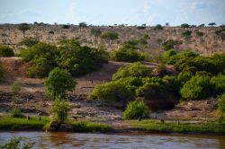 Una colonia di babbuini sulle rive del Galana River, nel Parco Nazionale dello Tsavo Est (Kenya). Prima del tramonto è facile avvistare numerosi animali in questa zona della savana.  ...