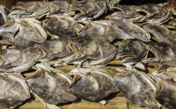 Il pesce essiccato all'aperto e destinato alla consumazione in un mercato di strada, Mergui, Mynamar.

