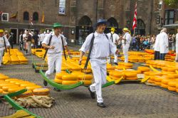 Portatori del formaggio gouda al mercato di Alkmaar nei Paesi Bassi - Questa immagine rappresenta un vero e proprio inno alla tradizionalità dell'Olanda. Il vestiario indossato dai ...