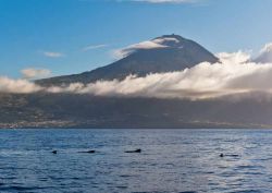 L'isola di Pico con un branco di balene, isole Azzorre