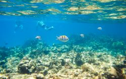 Barriera corallina a Roatan, Honduras - Per gli appassionati di snorkelling e immersioni subacque la barriera corallina che circonda l'isola di Roatan ospita un'ampia varietà ...
