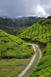 Strada lungo le piantagioni di Cameron Highlands: generalmente con un fuoristrada si percorrono strade e cavedagne che attraversano le coltivazioni di tè, immersi in un paesaggio che ...