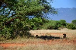 Tsavo National Park, Kenya: due leonesse si riposano all'ombra di un albero. Di solito, raccontano le guide, un safari si può definire "ben riuscito" solo se si riesce ad ...