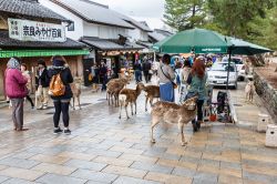 Turisti e cervi selvatici in una strada di Nara (Giappone) in una giornata di pioggia. I cervi di Nara sono considerati animali sacri che proteggono la città e il paese - © Tooykrub ...