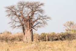 Un albero solitario nella stagione secca in un parco nazionale in Kenya, Africa