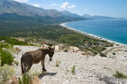 Un asino sulle colline che dominano la spiaggia di Qeparo, costa del sud dell'Albania.