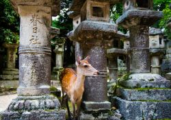 Un cervo al Kasuga Grand Shrine di Nara, Giappone.
