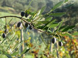 Un dettaglio degli ulvi nelle campagne di Uliveto Terme in Toscana