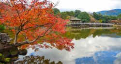 Un gazebo in legno affacciato su un laghetto nella città di Nara in autunno, Giappone.

