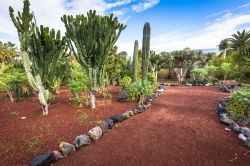 Un giardino con piante grasse e cactus a Puerto de la Cruz, Tenerife, Spagna.



