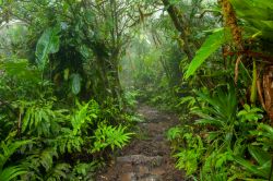 Un passaggio nella foresta pluviale dell'isola di Saba, Caraibi, con piante esotiche e felci.



