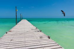 Un pellicano vola sul mare vicino al molo dell'isola di Holbox, Messico. Siamo nello Yucatan, in un piccolo paradiso non lontano dai resort di Cancun e dalla vita notturna di Playa del Carmen.
 ...