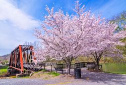 Un vecchio ponte con un albero di ciliegio in fiore nella prefettura di Nara, Giappone.

