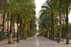 Un viale con palme tropicali nel centro di Alicante, Spagna.



