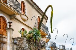 Un fiore di agave in una casa del borgo di Savoca in Sicilia - © vvoe / Shutterstock.com