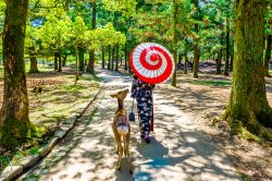Una donna con un tradizionale kimono e un cervo in un parco di Nara, Giappone. 
