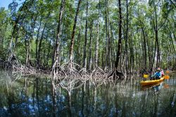Una foresta di mangrovia nell'arcipelago di Mergui, Myanmar. Le mangrovie possono essere visitate in kayak con l'alta marea; rappresentano un importante ecosistema per questo territorio.
 ...