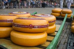 Una forma di gouda cheese di 14 kg circa di peso al mercato di Alkmaar - Il più antico formaggio al mondo registrato nel lontano 1184, ancora oggi rappresenta per tutta l'Olanda un ...