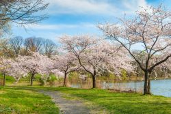 Una pittoresca veduta di Branchbrook Park nella città di Newark (New Jersey) in primavera con i ciliegi in fiore.



