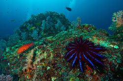 Una stella corona di spine (Acanthaster planci) si nutre di coralli vivi nel mare delle Andamane, arcipelago di Mergui (Myanmar).
