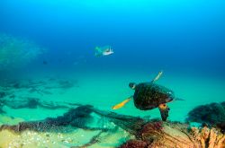 Una tartaruga di mare nuota fra la scogliera di Cabo Pulmo National Park, Akumal, Messico. Il celebre oceanografo ed esploratore Cousteau una volta definì questa zona l'acquario del ...