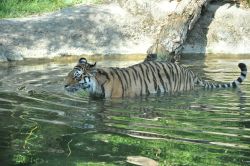 Una tigre nel Parco Natura viva a Bussolengo nel Veneto