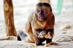 Macaco a Vassouras, una tipica scimmia del Brasile