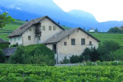 Vecchio casolare circondato da vigneti nei pressi del lago Caldaro, Trentino Alto Adige.



