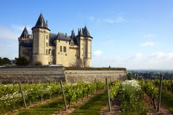 Vigneti ai piedi del Castello di Saumur. In questa zona della valle della Loira si producono molti vini. Legati alla città ricordiamo il Saumur Brut e il Saumur Champigny - © ...