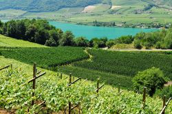 Vigneti sul lago Caldaro, Trentino Alto Adige. Le coltivazioni di uva si affacciano sulle sponde del lago rendendo il paesaggio ancora più suggestivo.
