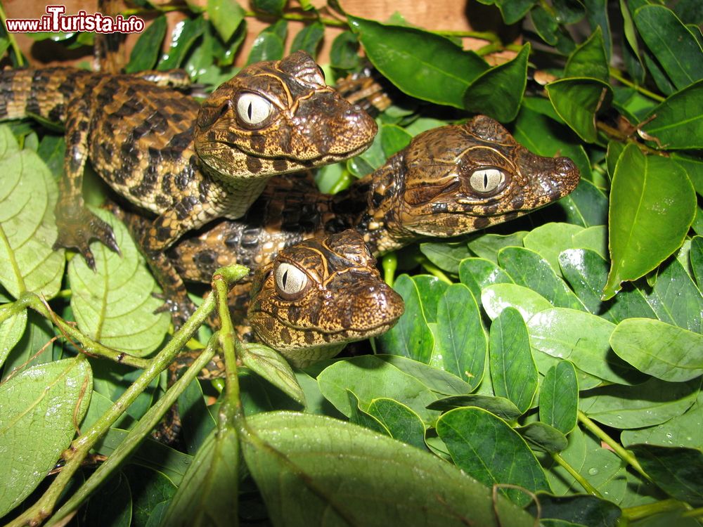Immagine Piccoli di caimano fra la vegetazione nei pressi di Cuiaba, Brasile.