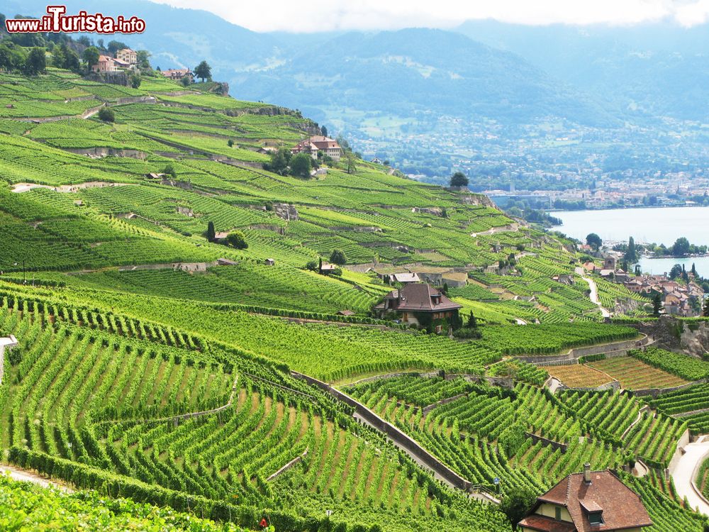 Immagine Una pittoresca veduta dei vigneti nella regione di Lavaux, lago di Ginevra, Svizzera.