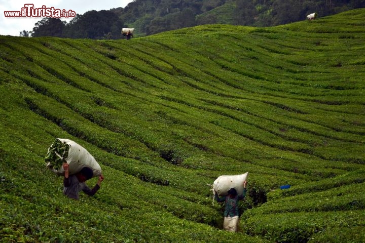 Immagine Raccoglitori di tè, Cameron Highlands: i braccianti incaricati della raccolta svolgono un lavoro durissimo; dopo aver tagliato le foglie, si caricano sulle spalle sacchi che possono pesare anche 60 kg.